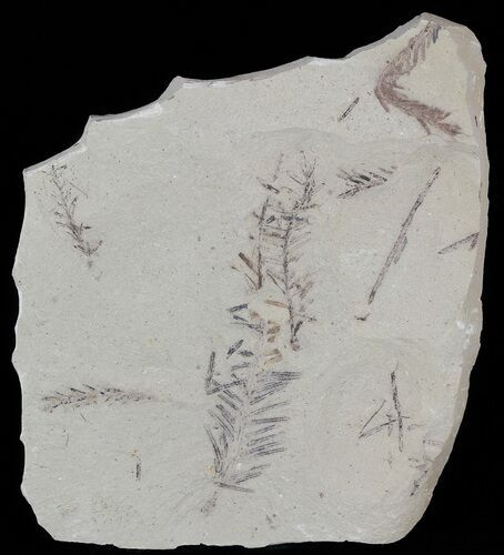 Metasequoia (Dawn Redwood) Fossil Plate - Montana #52192